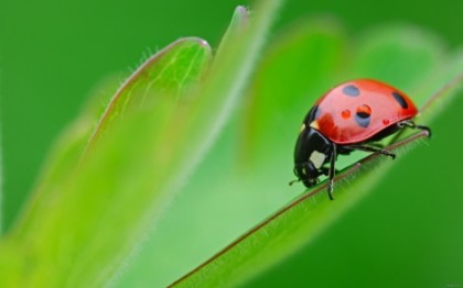 Ladybug-on-a-leaf