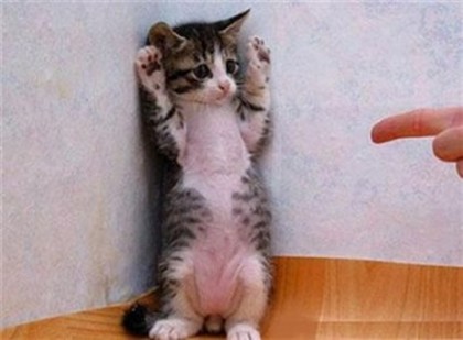 gatto zampe in alto